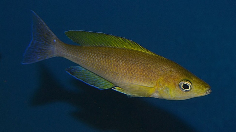 Cyprichromis coloratus